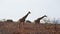 Giraffes in the vast desert of Damaraland near Palmwag