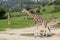 Giraffes walk on green field, animals in wild. Close-up