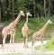 Giraffes walking along in a wildlife park