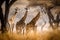 Giraffes walking in the dry grass of the African savanna. Amazing African Wildlife. Generative Ai