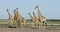Giraffes walking over Etosha plains