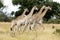 Giraffes walking in savanna, Botswana, Africa