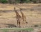 Giraffes walking in the savanna, Tanzania