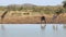 Giraffes walking to the water