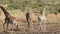 Giraffes walking to the water