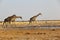 Giraffes at the waterhole