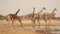 Giraffes at waterhole