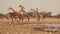 Giraffes at waterhole