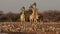 Giraffes at a waterhole