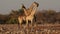 Giraffes at a waterhole - Etosha