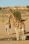 Giraffes at a waterhole - Kalahari desert