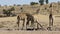 Giraffes at a waterhole - Kalahari desert