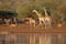 Giraffes at a waterhole - Kruger National Park