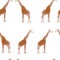 Giraffes on white background. Vector  pattern