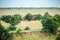 Giraffes on the yellow grass horizontal