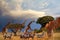 Giraffes and zebras in the African savanna at sunset. Serengeti National Park. Tanzania. Africa.