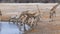 Giraffes and zebras drink water from a small pond in Etosha, Namibia.