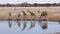 Giraffes and zebras drink water from a small pond in Etosha, Namibia.