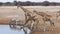 Giraffes and zebras drink water from a small pond in Etosha, Namibia.