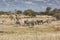 Giraffes and zebras in the dry afican bush