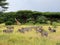 Giraffes and Zebras graze in the African savannah, Tanzania, Ruaha National Park