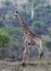 Giraffes of Zimanga Park in South Africa