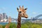 Giraffes in Zoo against Sydney New South Wales Australia