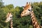 Giraffes in the zoo. Giraffe is the tallest animal in the world.