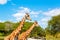 Giraffes in the zoo safari park. Beautiful wildlife animals