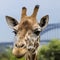 Giraffes at Zoo with a view of the skyline of Sydney in the back