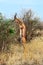 Giraffidae antelope gerenuk