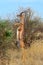 Giraffidae antelope gerenuk