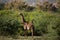 Giraffidae, Giraffa camelopardalis. Giraffe in the savannah, taken on a safari in Tsavo National Park, Kenya. Nice portrait