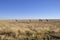 Girafs at the boarder of the Etosha salt pans