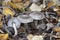 The Girdled Knight (Tricholoma cingulatum) is an edible mushroom