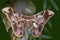 Girdled Silk Moth