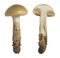 Girdled webcap, Cortinarius trivialis isolated on white background