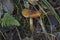 The Girdled Webcap Cortinarius trivialis is an poisonous mushroom