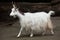 Girgentana goat Capra aegagrus hircus