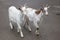 Girgentana goat Capra aegagrus hircus