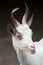 Girgentana goat Capra aegagrus hircus