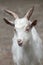 Girgentana goat Capra aegagrus hircus