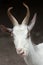 Girgentana goat Capra aegagrus hircus