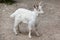 Girgentana goat Capra aegagrus hircus