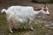 Girgentana goat Capra aegagrus hircus