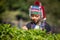 girl in akha tribal dress is picking tea leaves