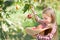 Girl with Apple in the Apple Orchard. Beautiful Girl Eating Organic Apple in the Orchard. Harvest Concept. Garden, Toddler eating