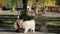 A girl in an autumn coat trains a dog in a park.