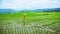 A girl with a backpack walking on a rice field While holding an umbrella in his hand. Traveling in the rainy season. Travel