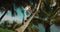 Girl balancing skill on large fallen palm tree trunk in tropical woodland wilderness. Woman climbing up a palm tree on